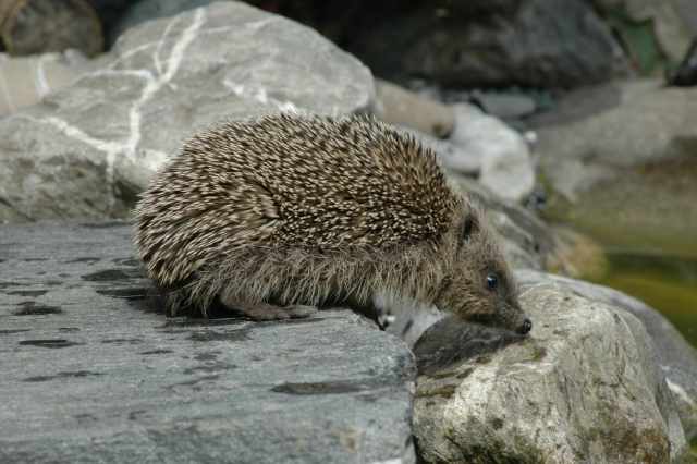 Igel2022